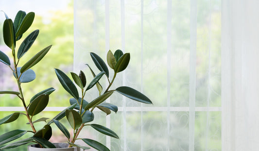 LEAF turquoise sheer Custom Made Curtains